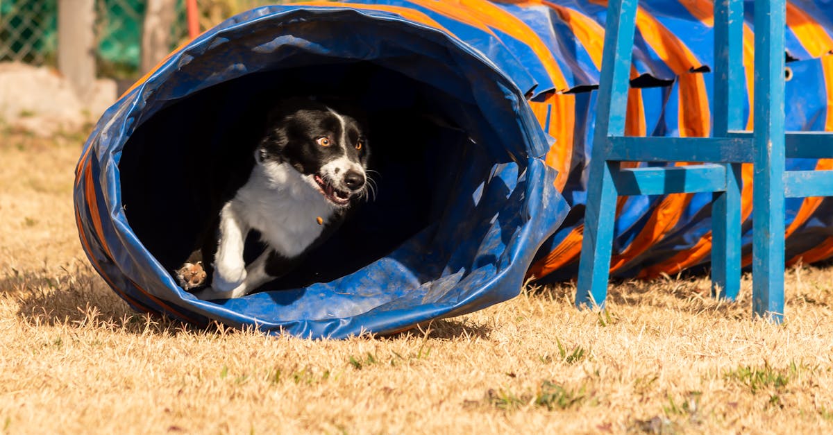 Historical Overview of the Project Management Professional PMP Certification