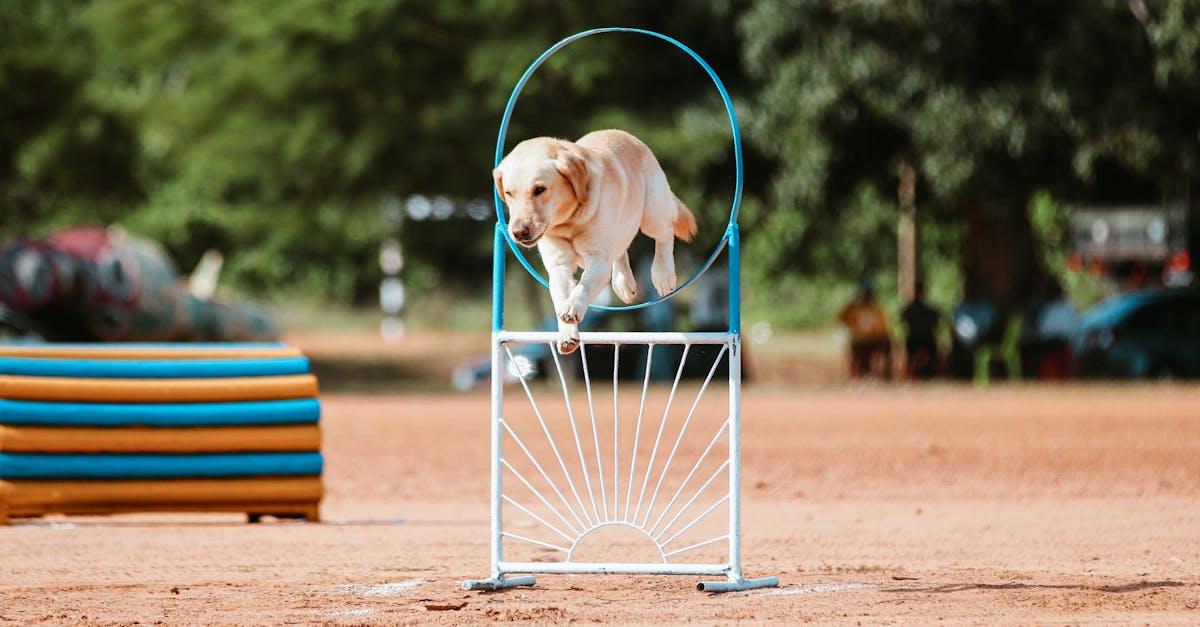 Review of Top PMP Certification Courses for Beginners