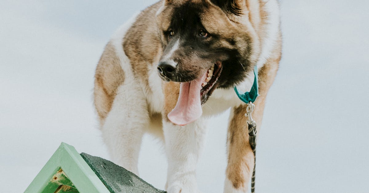 Why You Should Consider Instructor-Led Online Project Management Courses